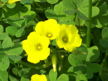 Mi sembra una Oxalis